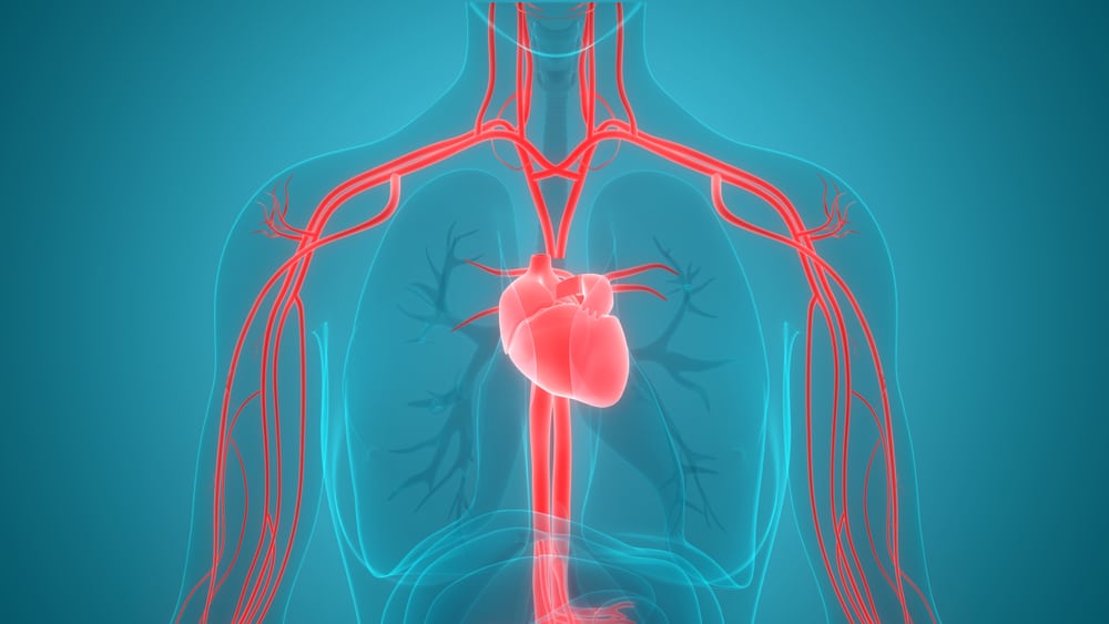 Dari mengalirkan disebut sistem ke darah paru jantung yang peredaran Sistem Peredaran