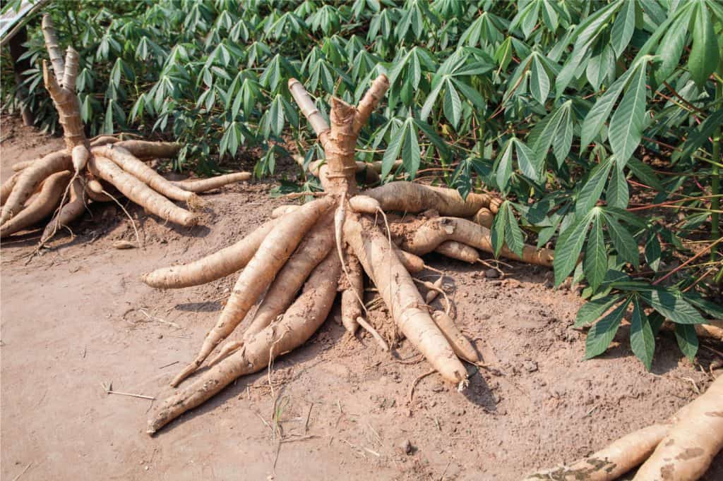  Manfaat Singkong  bagi Kesehatan Tubuh dari Daun hingga 