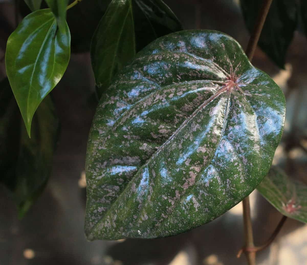 Ini lho Manfaat Daun Sirih Merah  sebagai Obat Tradisional 