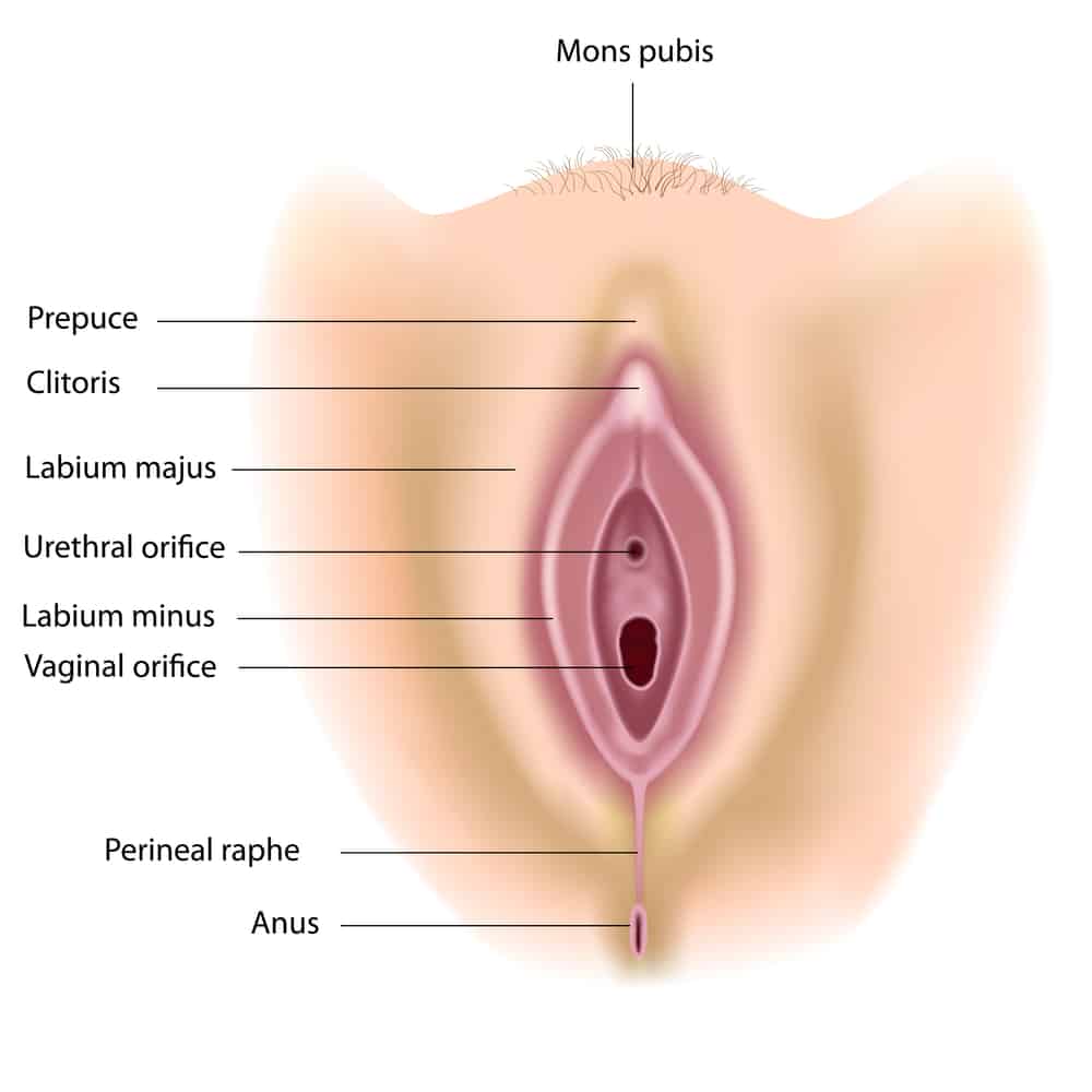 ...wanita terdiri dari mons pubis, labia mayora, labia minora, klitoris, ve...