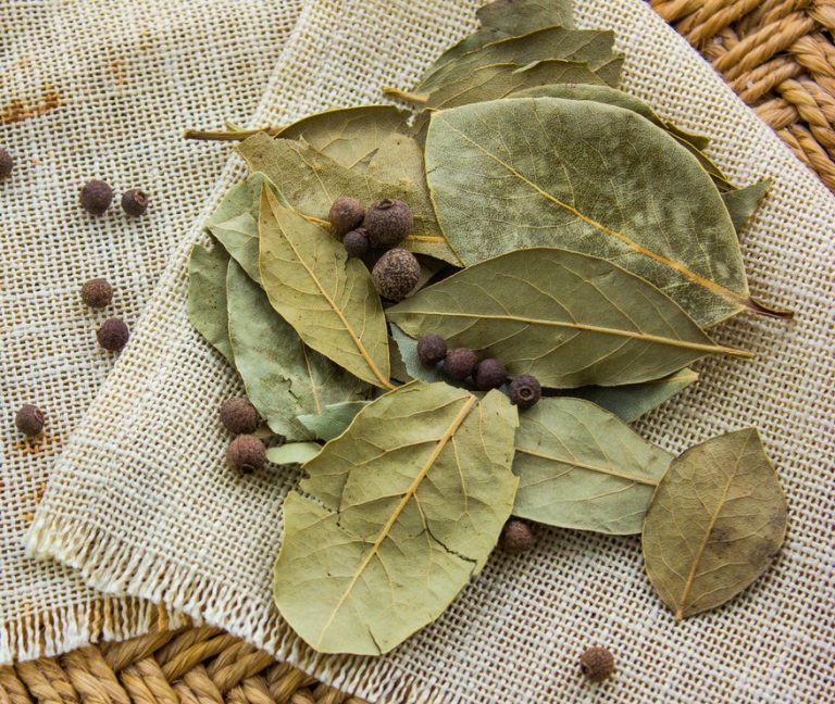 Bukan Sekadar Mitos Ini Manfaat  Daun  Salam  untuk  Asam  