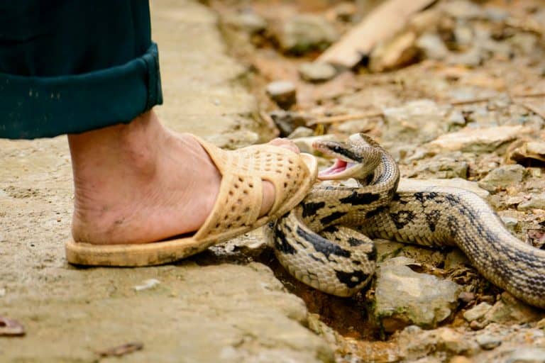 Penanganan Gigitan Ular, Ini yang Harus Dilakukan Paling Pertama agar Terhindar dari